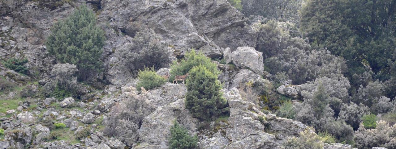 B&B La Genziana Fonni Buitenkant foto