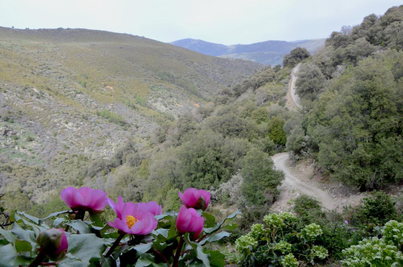 B&B La Genziana Fonni Buitenkant foto